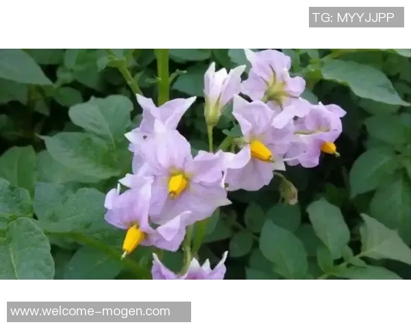 今日趣图：土豆开花的奇妙瞬间与枪手夺冠的美好期待